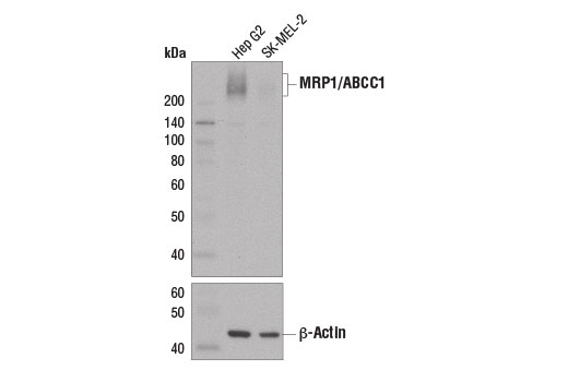 Western Blotting Image 2: MRP1/ABCC1 (D7O8N) Rabbit mAb