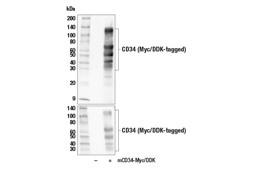 Western Blotting Image 2: CD34 (E2J1K) Rabbit mAb (BSA and Azide Free)