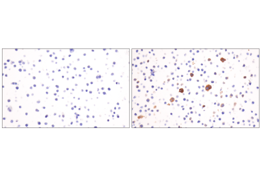 Immunohistochemistry Image 6: iNOS (E1W4J) Rabbit mAb