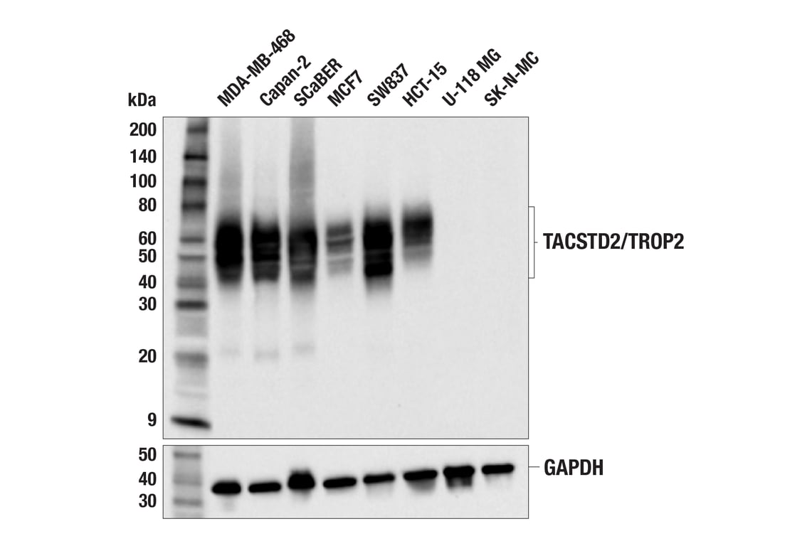 Western Blotting Image 1: TACSTD2/TROP2 (F4W4J) Rabbit mAb (BSA and Azide Free)