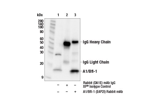 Immunoprecipitation Image 1: A1/Bfl-1 (E4P2I) Rabbit mAb