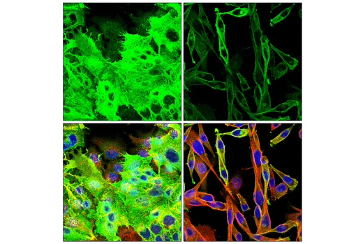 Immunofluorescence Image 1: Glut1 (E4S6I) Rabbit mAb