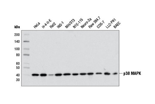 Western Blotting Image 1: p38 MAPK (D13E1) XP<sup>®</sup> Rabbit mAb (BSA and Azide Free)