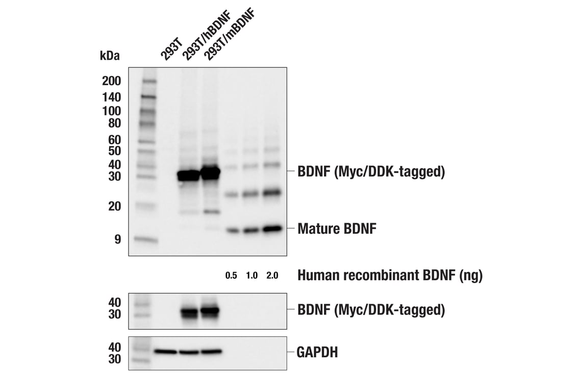 Western Blotting Image 1: BDNF (E5H5C) Rabbit mAb