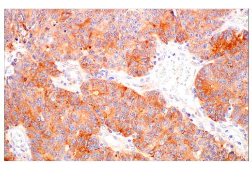 Immunohistochemistry Image 2: BST2 (E4N3W) XP<sup>®</sup> Rabbit mAb
