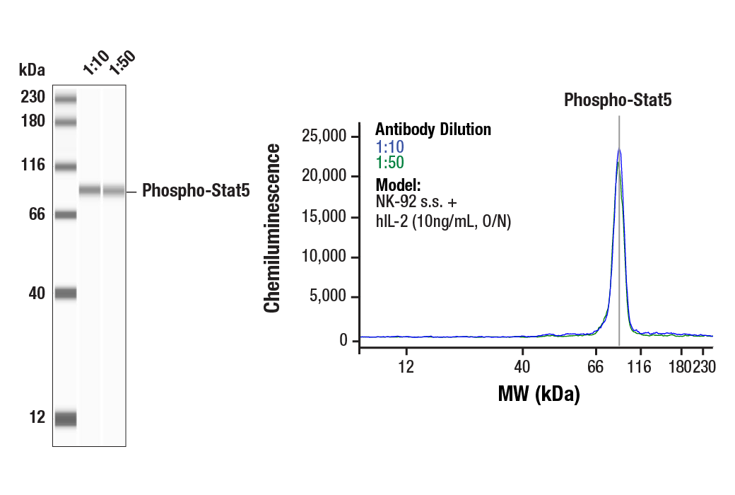 undefined Image 28: Stat3/Stat5 Signaling Antibody Sampler Kit