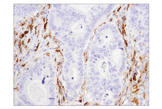 Immunohistochemistry Image 1: CD14 (D7A2T) Rabbit mAb (BSA and Azide Free)