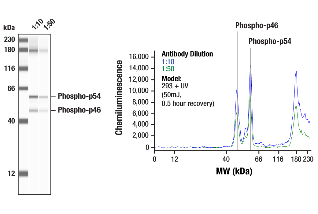 Western Blotting Image 1: Phospho-SAPK/JNK (Thr183/Tyr185) Antibody