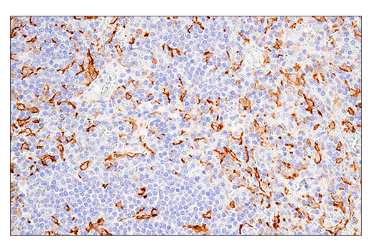 Immunohistochemistry Image 5: Iba1/AIF-1 (E5N4J) Mouse mAb (BSA and Azide Free)