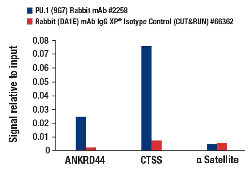 CUT & RUN Image 3: PU.1 (9G7) Rabbit mAb
