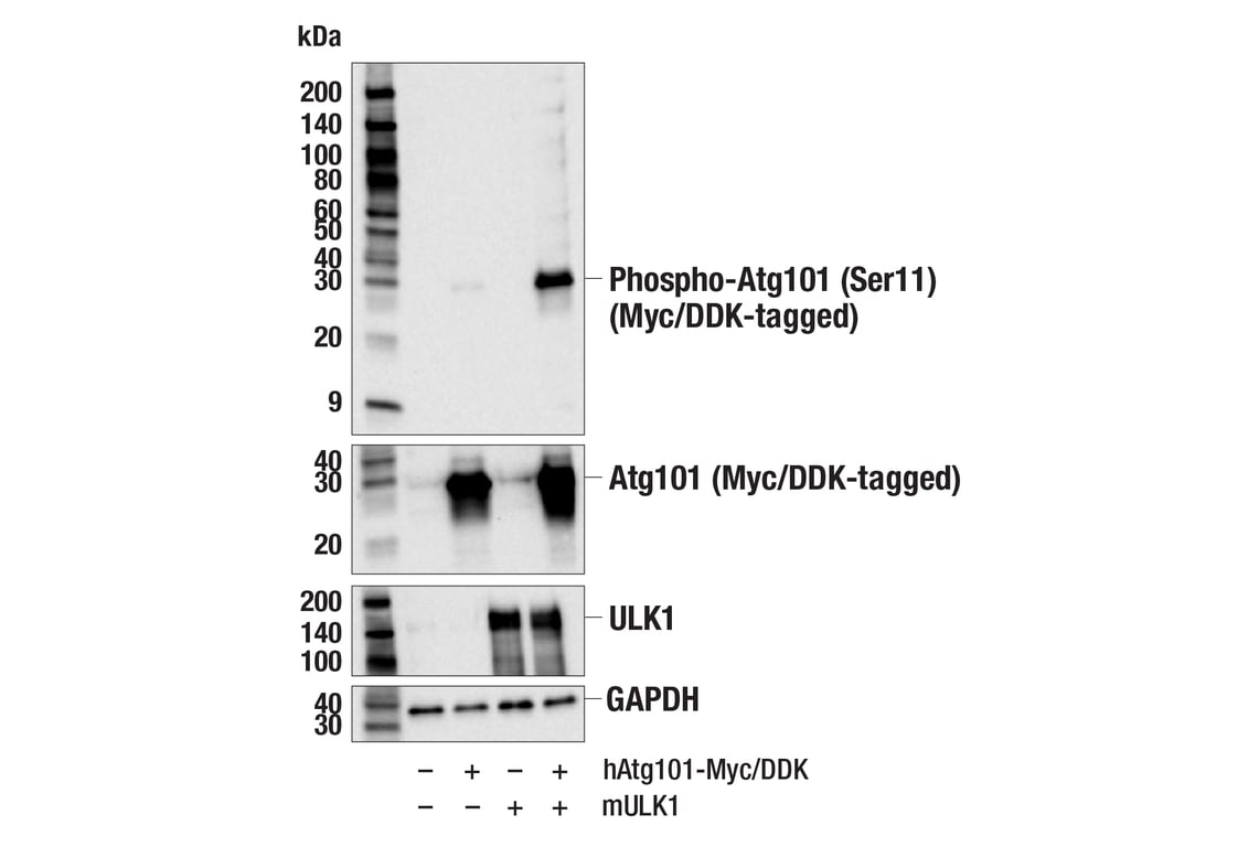 Western Blotting Image 1: Phospho-Atg101 (Ser11) (E5Z5A) Rabbit mAb