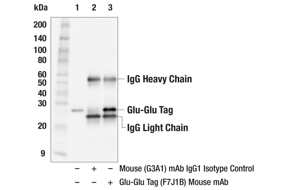 Immunoprecipitation Image 1: Glu-Glu Tag (F7J1B) Mouse mAb