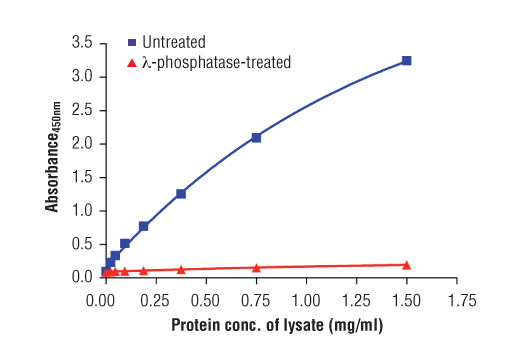 ELISA Image 2: PathScan<sup>®</sup> Phospho-YAP (Ser397) Sandwich ELISA Kit