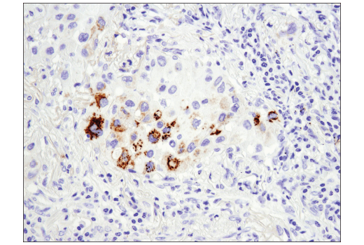 Immunohistochemistry Image 3: Arginase-2 (D9J1N) XP<sup>®</sup> Rabbit mAb