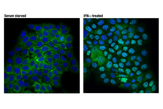 undefined Image 30: Microglia Cross Module Antibody Sampler Kit