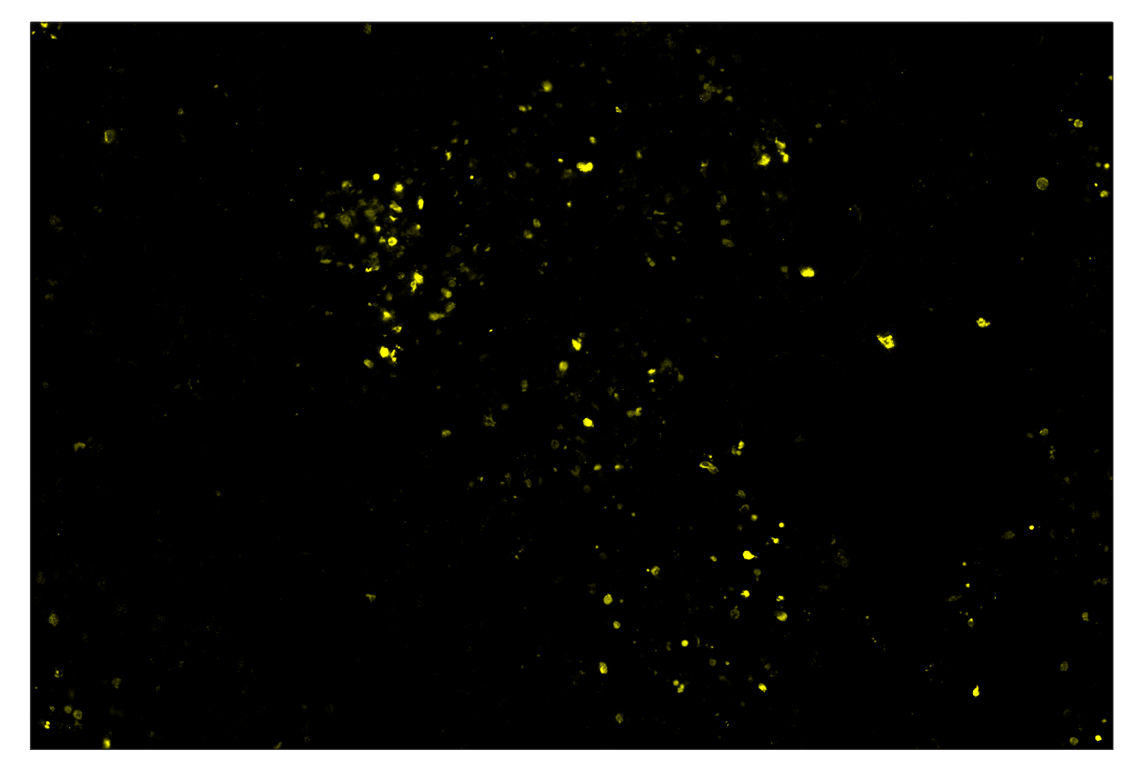 Immunohistochemistry Image 3: Phospho-Histone H2A.X (Ser139) (D7T2V) & CO-0135-647 SignalStar<sup>™</sup> Oligo-Antibody Pair