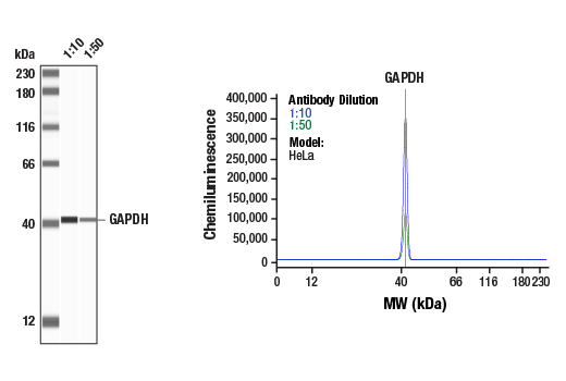 Western Blotting Image 1: GAPDH (D16H11) XP<sup>®</sup> Rabbit mAb