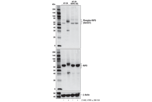 Western Blotting Image 3: Phospho-RIP3 (Ser227) (D6W2T) Rabbit mAb