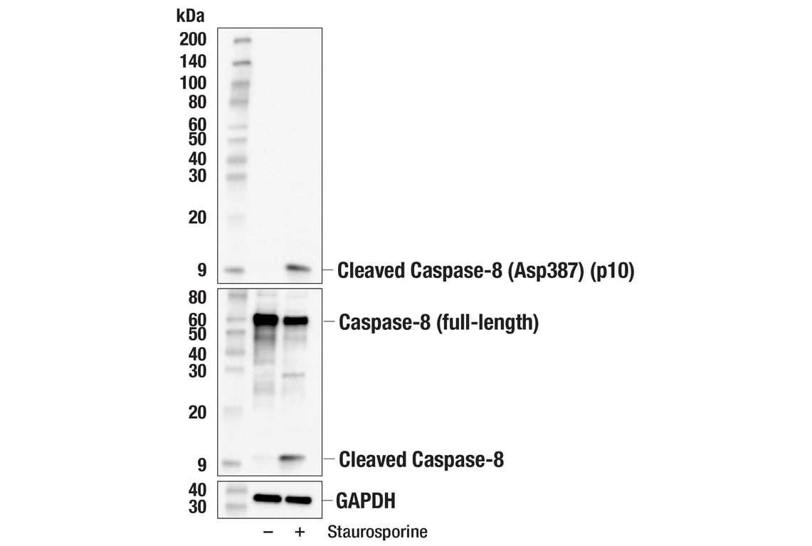 Western Blotting Image 1: Cleaved Caspase-8 (Asp387) (p10 subunit) (E8K5S) Rabbit mAb