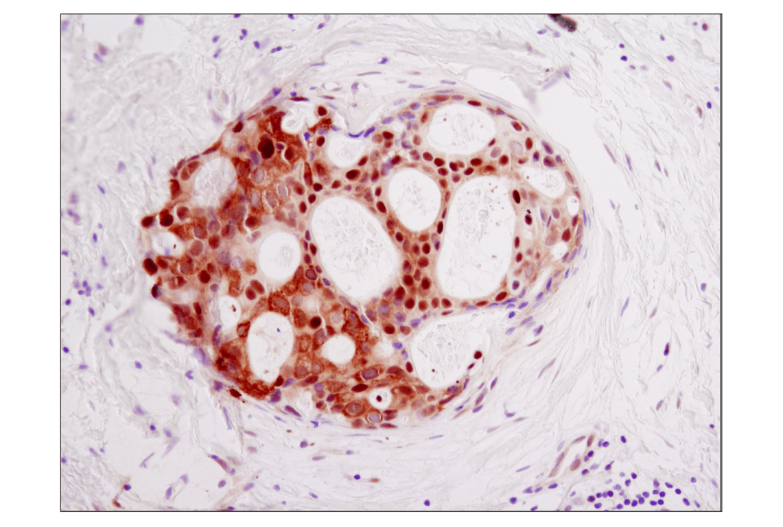 Immunohistochemistry Image 1: GAPDH (D16H11) XP<sup>®</sup> Rabbit mAb