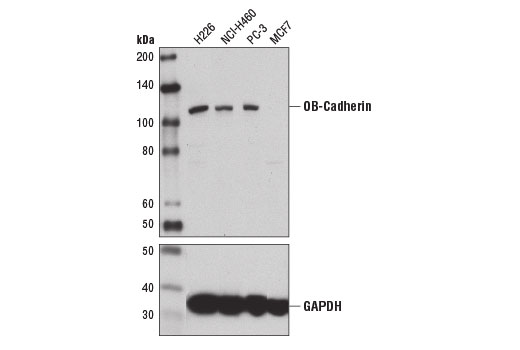 Western Blotting Image 1: OB-Cadherin (16G5) Mouse mAb