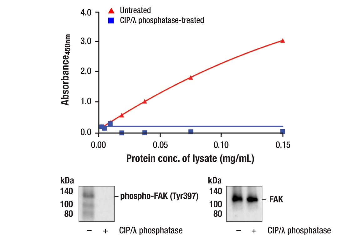 ELISA Image 1: PathScan<sup>®</sup> RP Phospho-FAK (Tyr397) Sandwich ELISA Kit