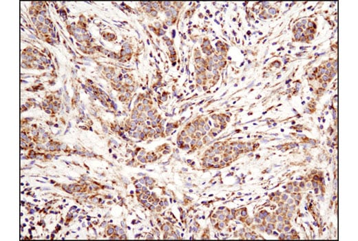 Immunohistochemistry Image 1: Bak (D4E4) Rabbit mAb (BSA and Azide Free)