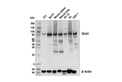 Western Blotting Image 2: Stat3 (124H6) Mouse mAb