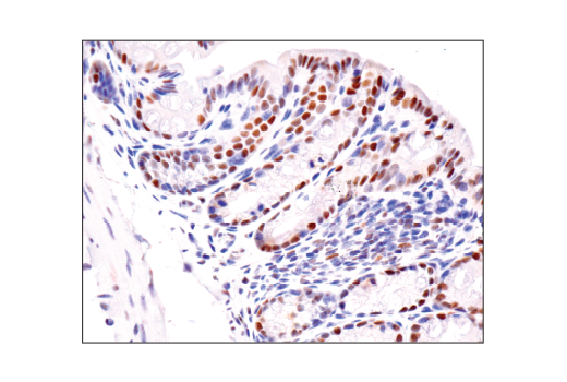 Immunohistochemistry Image 4: HAUSP (D17C6) XP<sup>®</sup> Rabbit mAb (BSA and Azide Free)