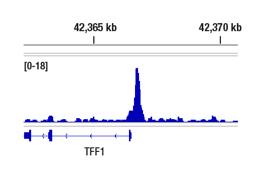 Chromatin Immunoprecipitation Image 1: SMARCD1/BAF60A (E7W9W) Rabbit mAb