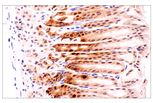 Immunohistochemistry Image 3: CDK2 (E8J9T) XP<sup>®</sup> Rabbit mAb (BSA and Azide Free)