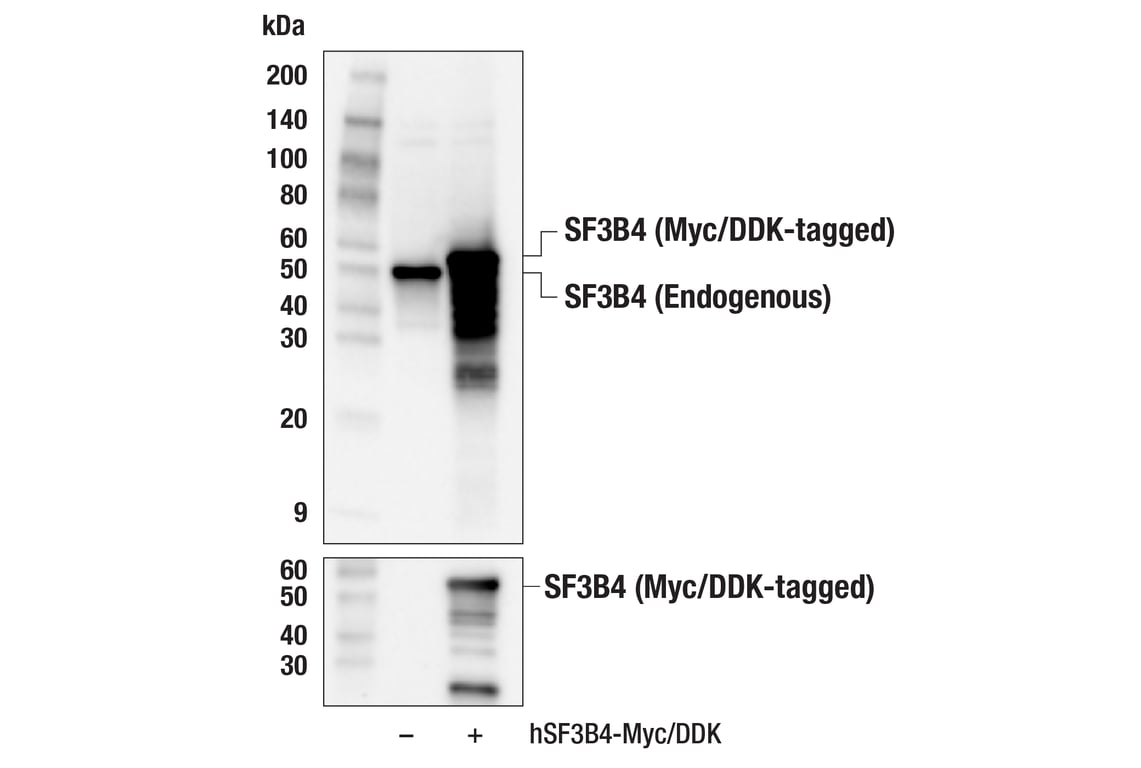 Western Blotting Image 3: SF3B4 (E7R4H) Rabbit mAb