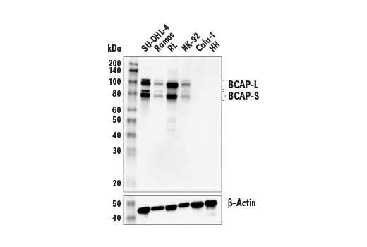 Western Blotting Image 1: BCAP (E1U9X) Rabbit mAb