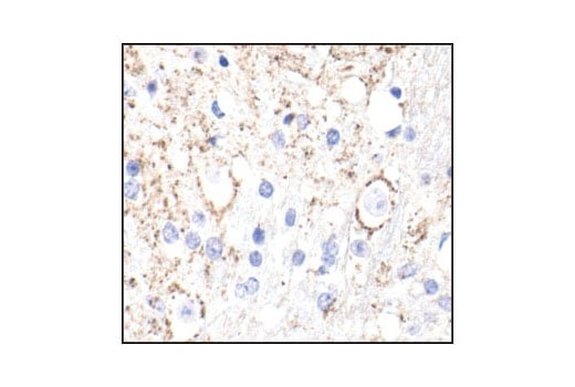 Immunohistochemistry Image 1: α/β-Synuclein (Syn205) Mouse mAb