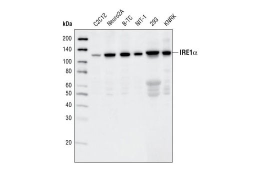 Western Blotting Image 1: IRE1α (14C10) Rabbit mAb