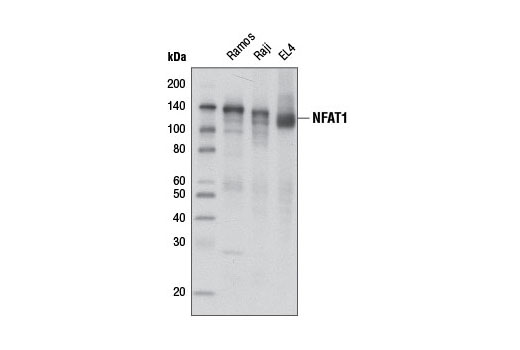 Western Blotting Image 1: NFAT1 (D43B1) XP<sup>®</sup> Rabbit mAb (BSA and Azide Free)