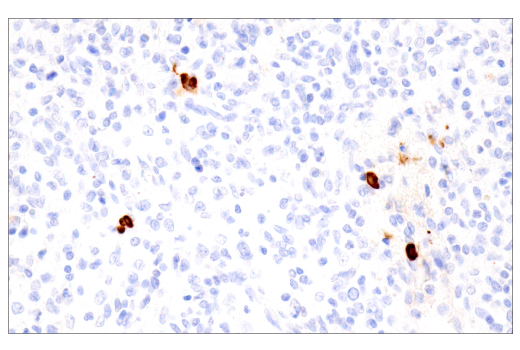 Immunohistochemistry Image 6: IgA (N1CLA) Mouse mAb