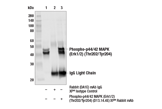 Immunoprecipitation Image 1: Phospho-p44/42 MAPK (Erk1/2) (Thr202/Tyr204) (D13.14.4E) XP<sup>®</sup> Rabbit mAb