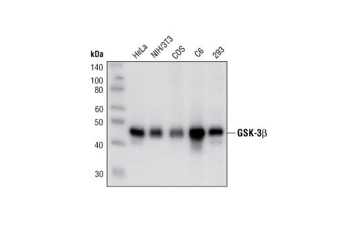 Western Blotting Image 1: GSK-3β (27C10) Rabbit mAb (BSA and Azide Free)