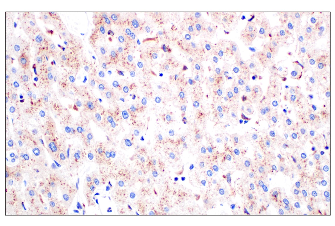 Immunohistochemistry Image 7: Cathepsin A (F8X9E) Rabbit mAb