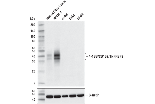 Western Blotting Image 1: 4-1BB/CD137/TNFRSF9 (D2Z4Y) Rabbit mAb