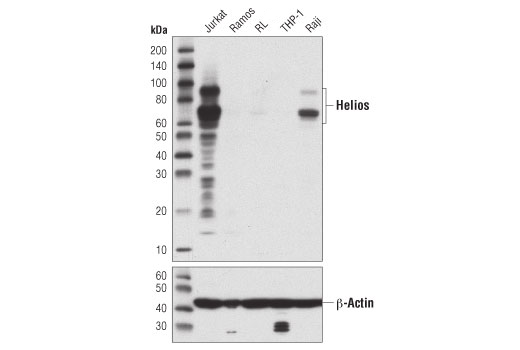 Western Blotting Image 2: Helios (D4Z6D) Rabbit mAb