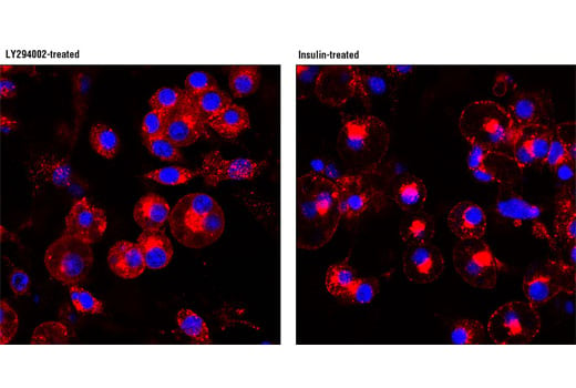 Immunofluorescence Image 1: IRAP (D7C5) XP<sup>®</sup> Rabbit mAb