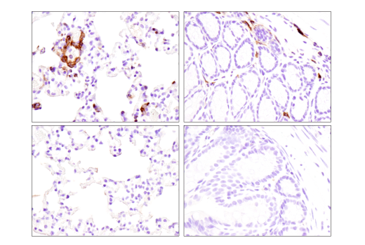 Immunohistochemistry Image 4: FcγRIIB (D8F9C) XP<sup>®</sup> Rabbit mAb