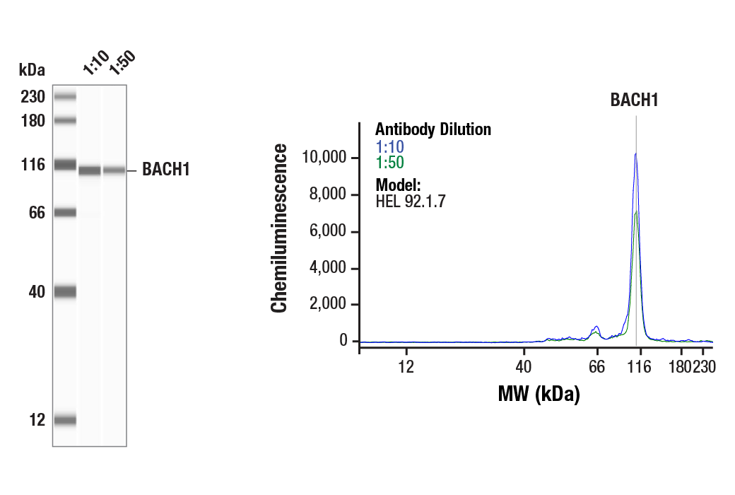 Western Blotting Image 1: BACH1 (E4E7B) Rabbit mAb