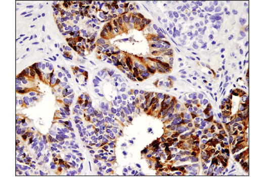 Immunohistochemistry Image 3: IDO (D5J4E<sup>™</sup>) Rabbit mAb