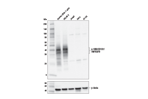 Western Blotting Image 1: 4-1BB/CD137/TNFRSF9 (E6Z7F) XP<sup>®</sup> Rabbit mAb