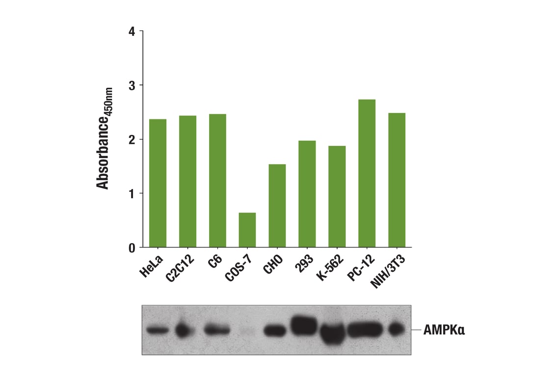 ELISA Image 1: Total AMPKα Matched Antibody Pair