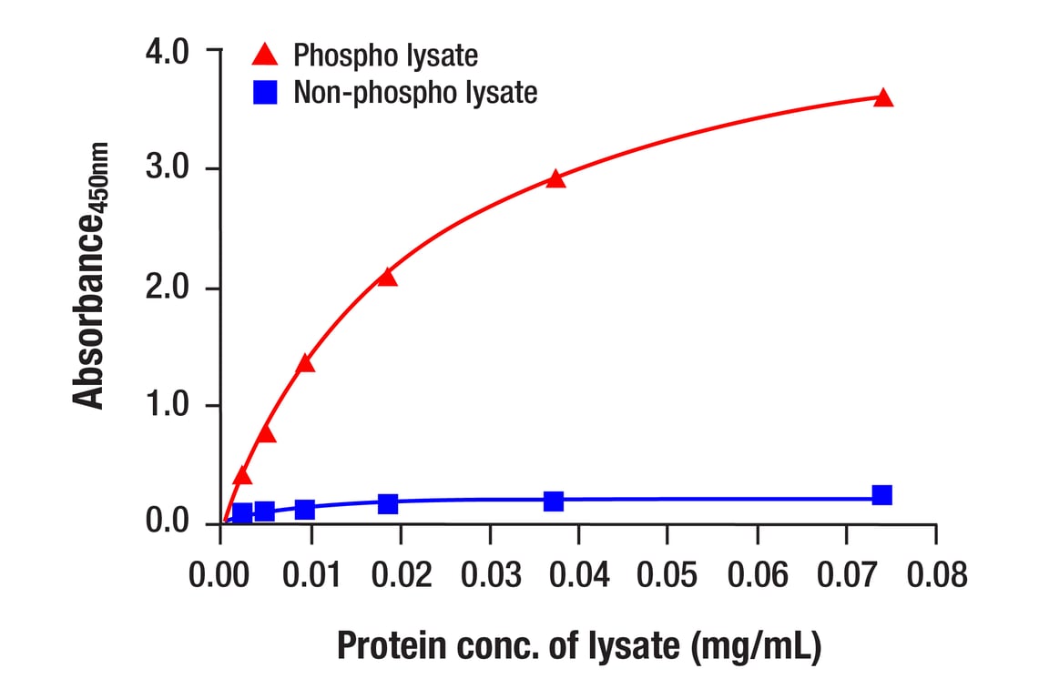 ELISA Image 1: Phospho-Met (Tyr1234/1235) (D26) XP<sup>®</sup> Rabbit mAb (BSA and Azide Free)