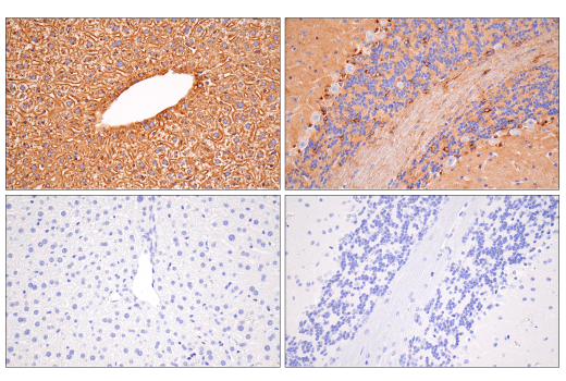 Immunohistochemistry Image 11: ApoE (E7X2A) Rabbit mAb (BSA and Azide Free)